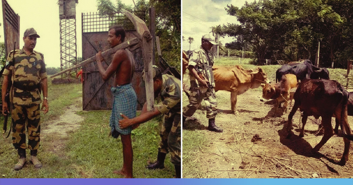 CBI To Investigate Cow Smuggling At Indo-Bangladesh Border