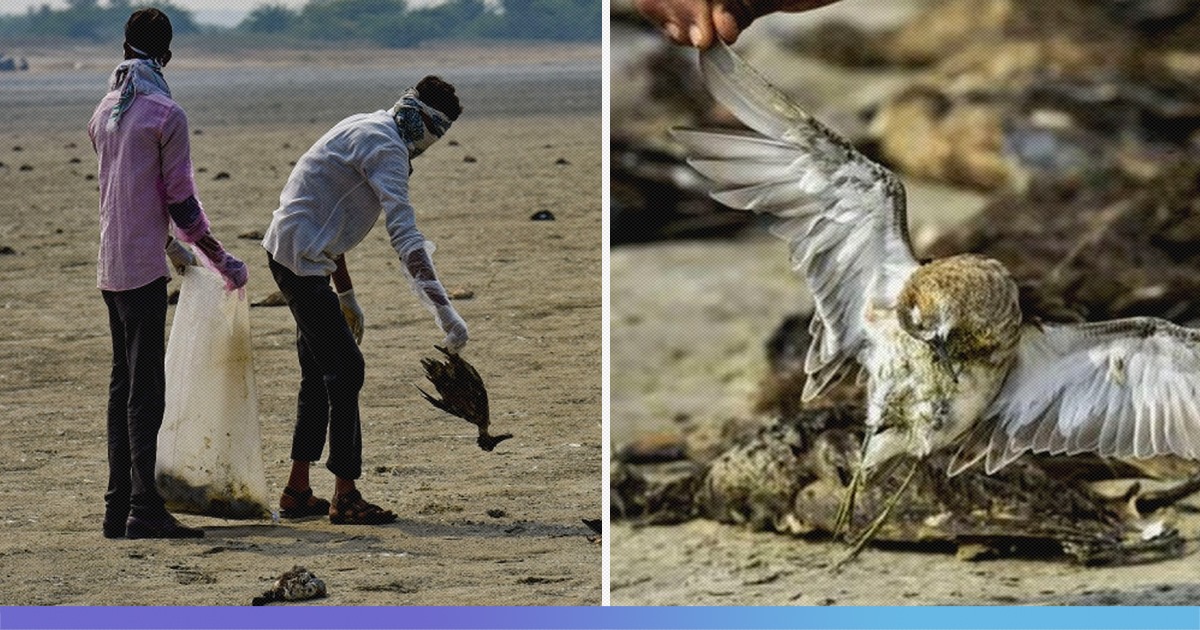 Over 1500 Migratory Birds Found Dead Around Sambhar Lake, Botulism Suspected To Be The Cause