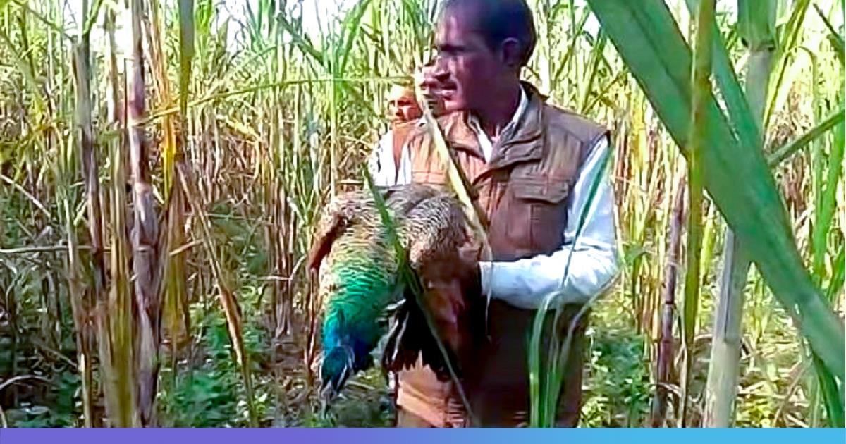 UP: Eight Peacocks Found Dead, Many Unconscious, Due To Possible Pesticide Poisoning