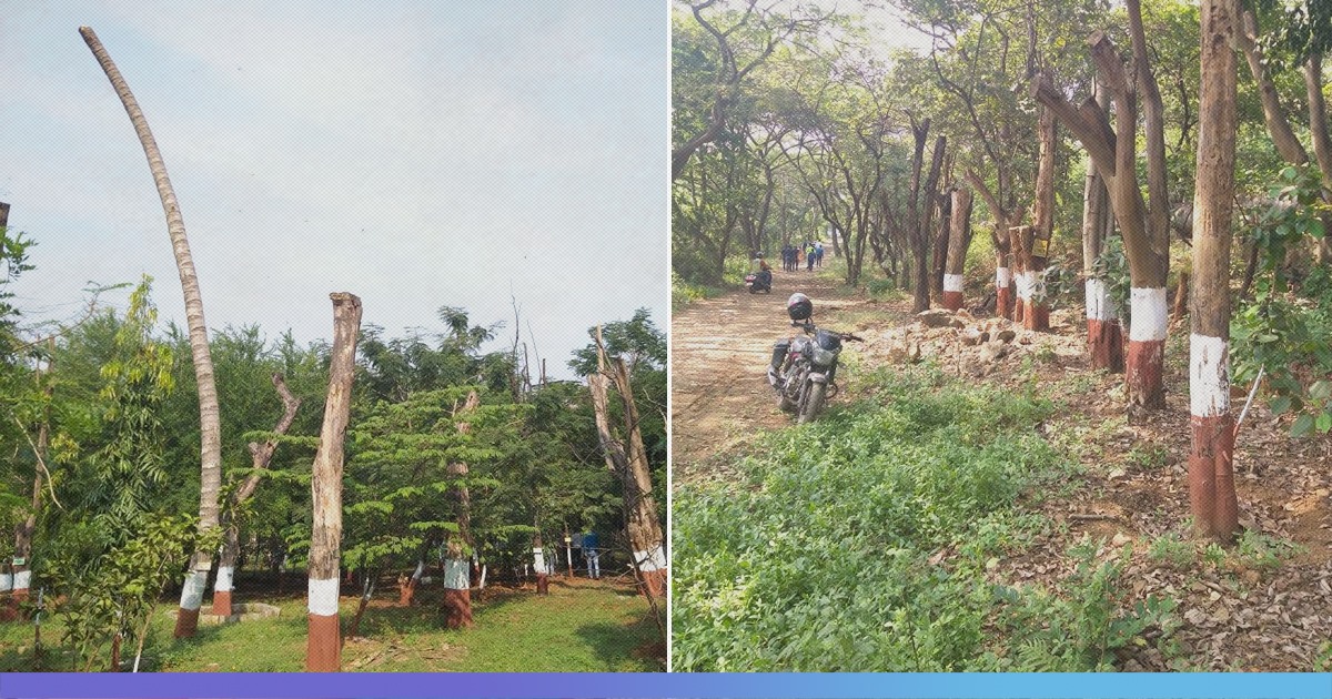 Aarey Forest: 60% Of Trees Planted During Mumbai Metro Rails Afforestation Drive Perished