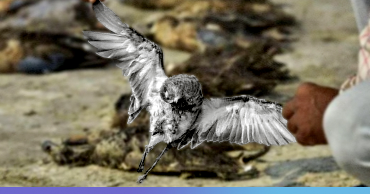 Bacterial Disease Behind 17,000 Migratory Birds Death At Rajasthan’s Sambhar Lake