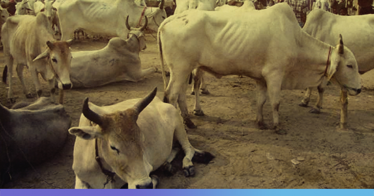 Cows In Ayodhya To Get Jute Coats, Bonfires This Winter