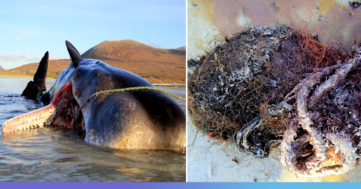 100 Kg Of Debris Found In Beached Sperm Whales Stomach In Scotland