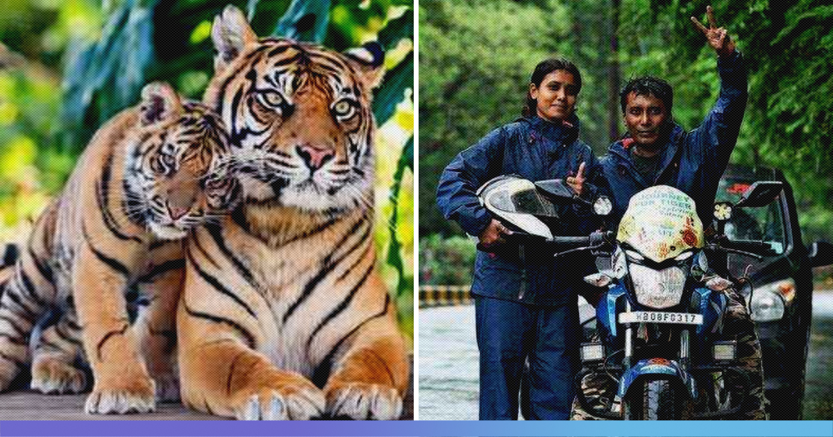 Kolkata Couple Rides Over 36,000 Km For Tiger Awareness
