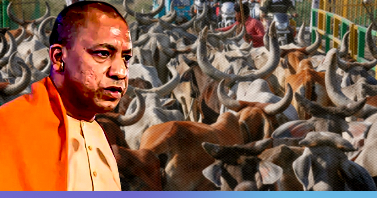 UP Govt To Set Up Cow Safaris To Promote Tourism, Upkeep Of Cattle