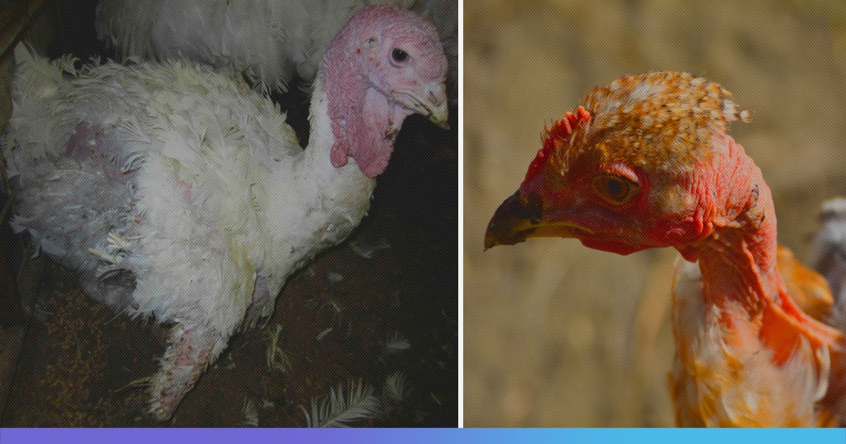 UK Poultry Farm Plucks Christmas Turkeys, Guinea Fowl Alive, Investigation Reveals
