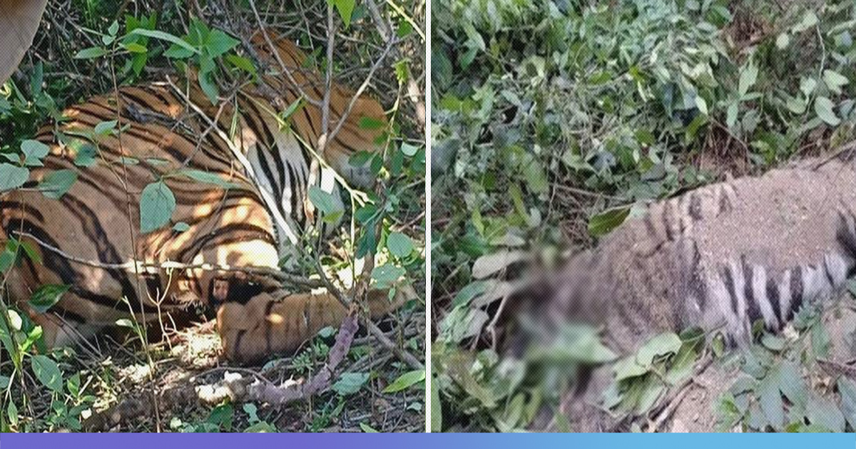 Tigress, Three Cubs Found Dead In Goa In Four Days