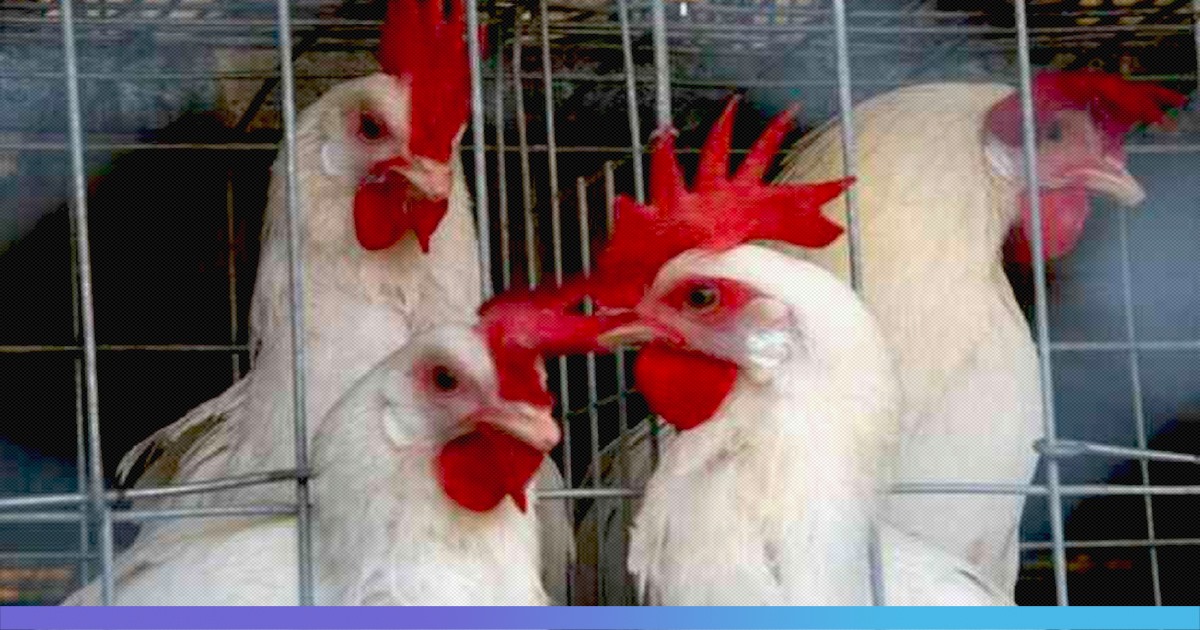Bird Flu Outbreak In Chhattisgarh Prompts Officials To Kill 15,000 Birds