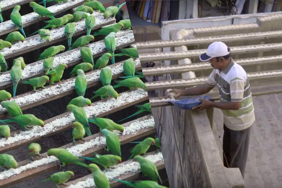 [WATCH] The Birdman Of Chennai Who Feeds Thousands Of Parrots Everyday