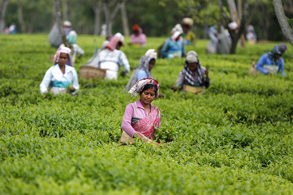 Relishing Your Cup Of Fine Tea? Hold On, The Workers Who Plucked Those Tea Leaves For You May Be Dying Of Hunger!