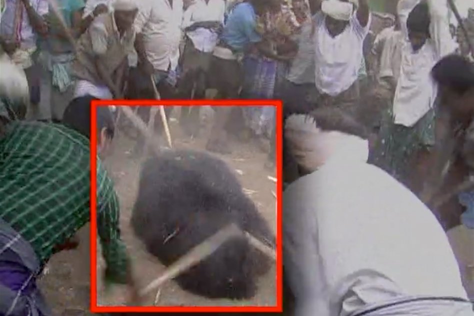 [W/R] Human-Animal Conflict On Rise, Ferocious Villagers Chase & Attack Bear In Retaliation