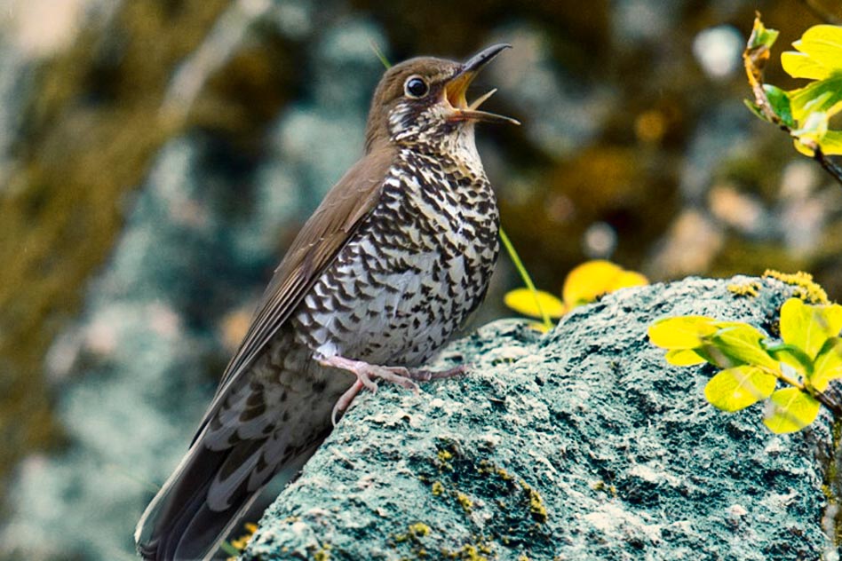 New Species Of Bird Discovered In Arunachal Pradesh, India