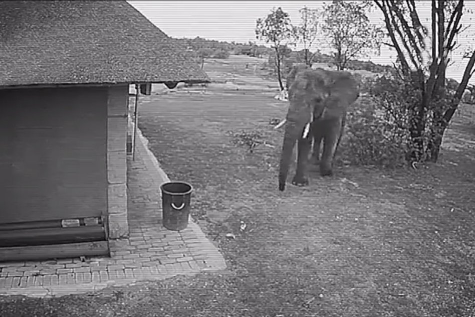 Watch: Elephant Does What We Should Have Done