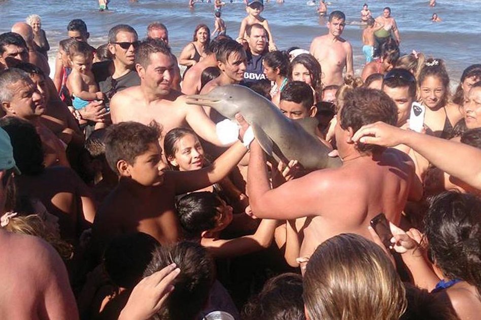 Baby Dolphin Dies On Beach As Tourists Pass It Around For Selfies