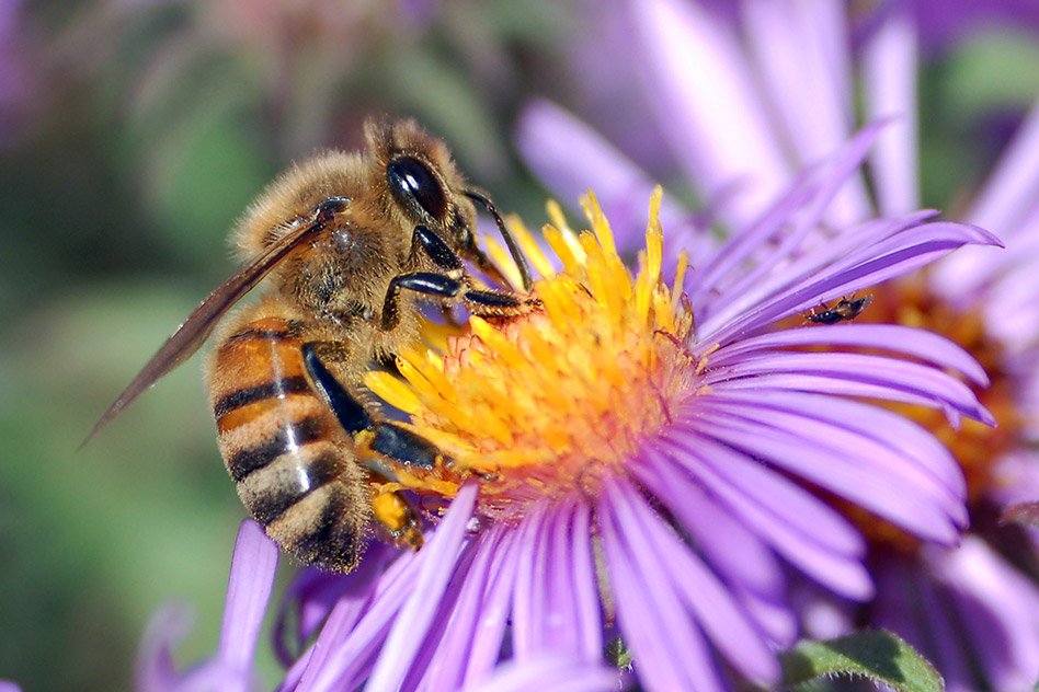 Declining Bee Population Threatens World Crops & So The Human Existence