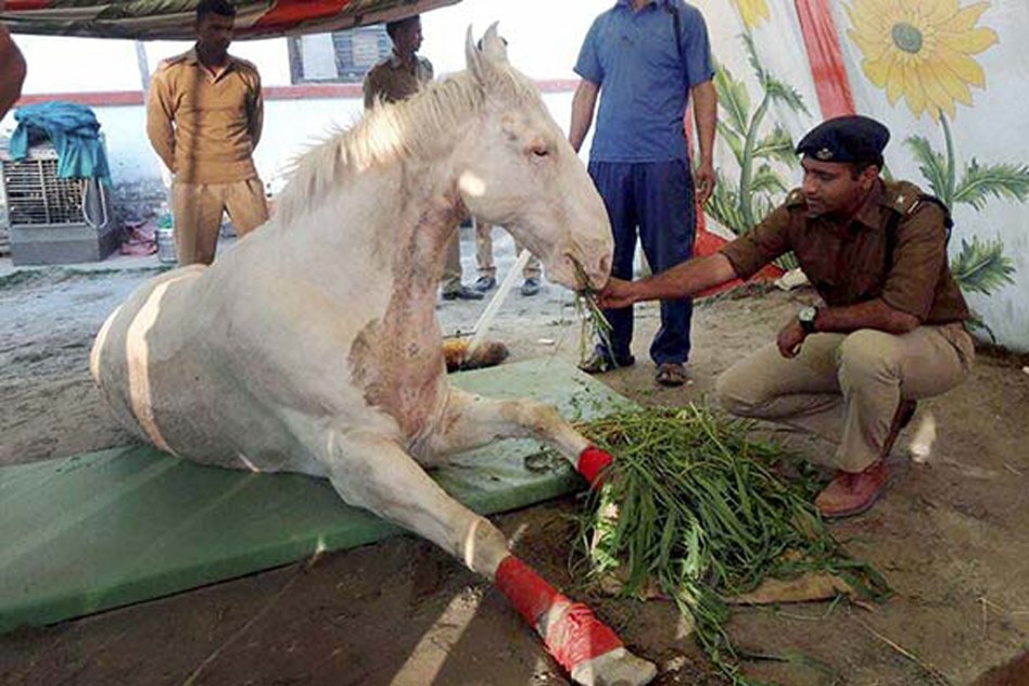 The Cost Of Animal Abuse: How Shaktimans Story Brings The Focus Back On Abused Animals
