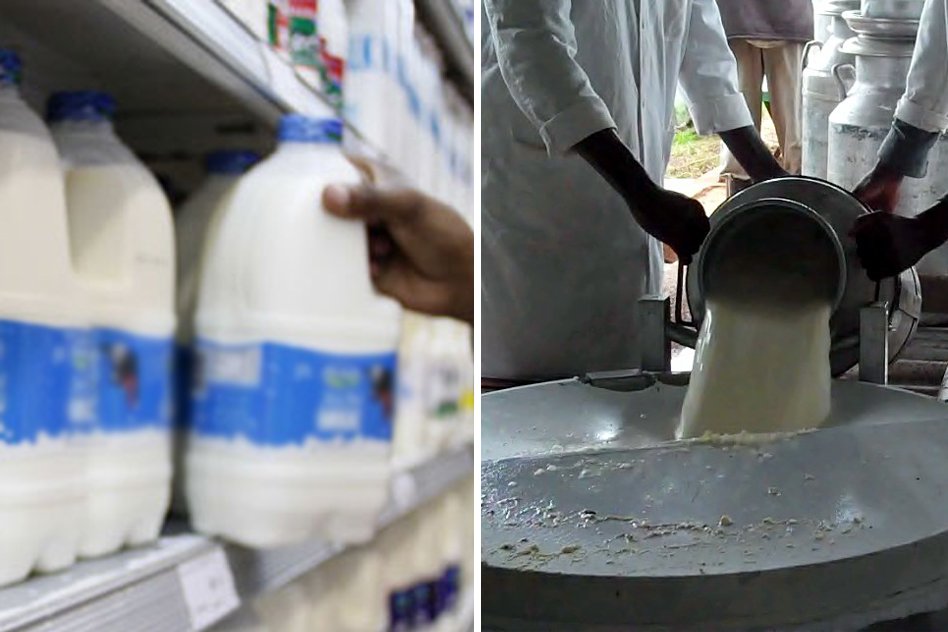 2 Out Of 3 Indians Drink Milk Laced With Detergent, Urea And Paint