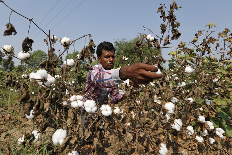 How Monsanto Seeds Changed Cotton Farming In India