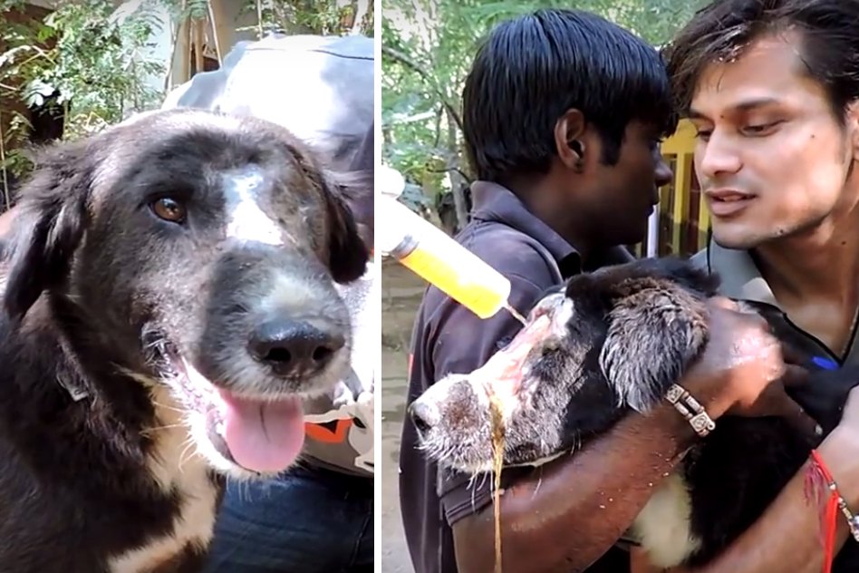 [Video] Astounding Recovery Of A Dog - He Nursed This Faceless Dog And Gave Him A New Face