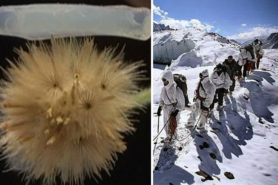 ISRO Makes Worlds Lightest Material That Will Keep Siachen Soldiers Warm