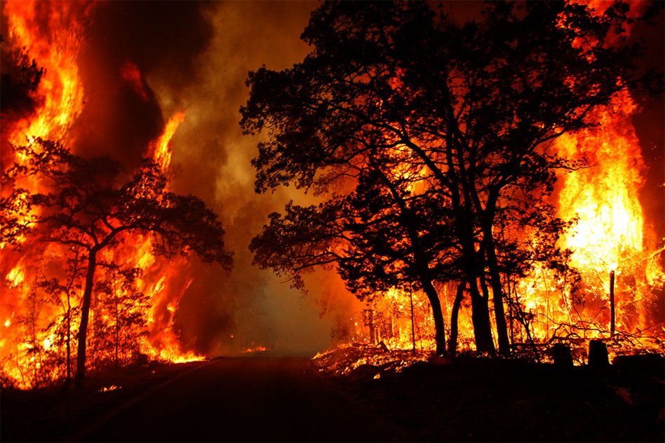 Uttarakhand Forest Fire Burns Down 1600 Hectares Of Forest Land