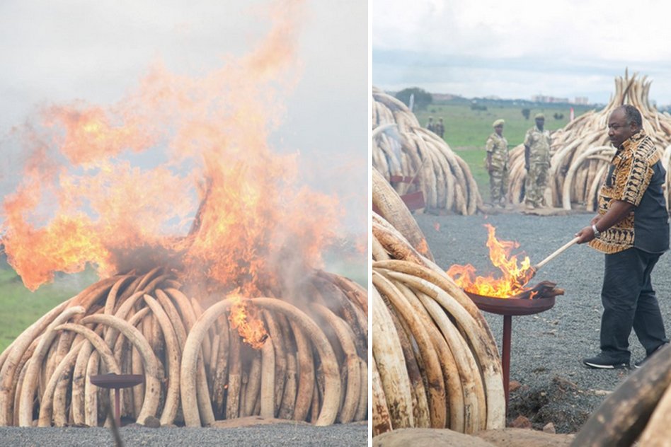 The Kenyan President Did Something Remarkable To Send Out A Strong Message Against Ivory Poaching