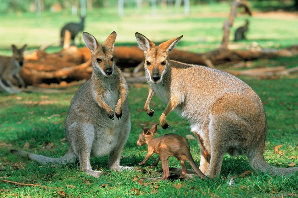 Australia To Kill Over 1900 Kangaroos For Environmental Protection