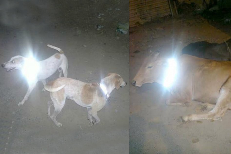 Chennai Brings Magic Reflective Collars To Prevent Deaths Of Stray Animals