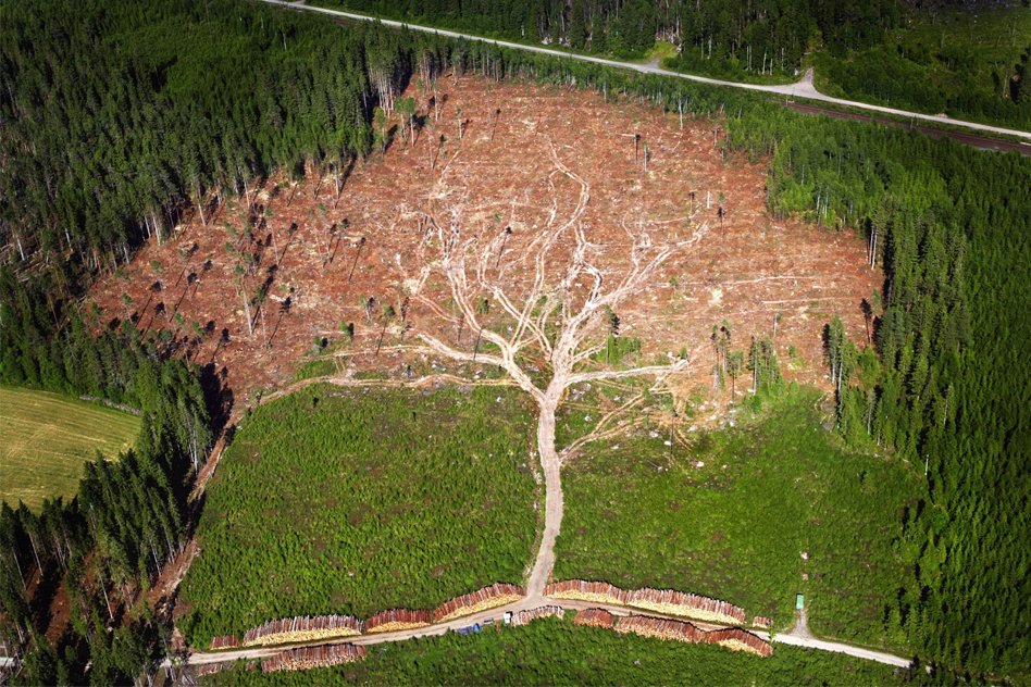 Norway Becomes The Worlds First Country To Commit To Zero Deforestation