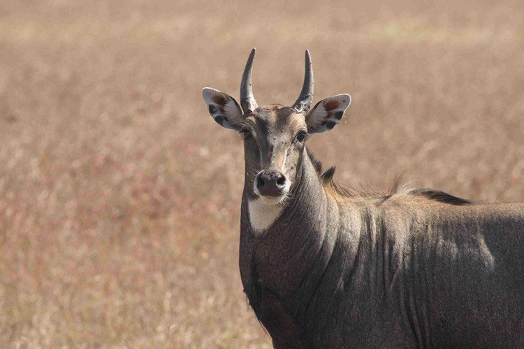 Over 200 Nilgai Shot Dead In Bihar; We Need To Move Away From Short-Sighted Solutions