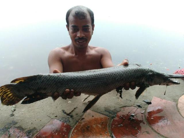 A Fish That Looks Like An Alligator & Eats Other Fish Found In Kolkata; Know About It