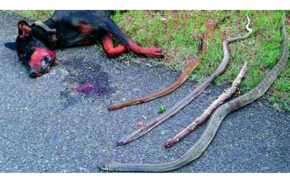Doberman Kills 4 Cobras To Save His Owners Family, Dies Fighting