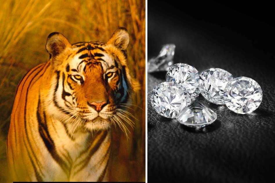 Environment Ministry Stays Forest Clearance For Rs 2,200 Crore Worth Diamonds, Gives Priority To Tigers