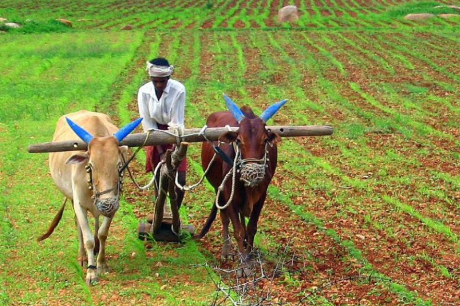 Bihar: The New Model Of Farming Practised By Farmers Of Kedia Is Meant For The EcoLogical Indians