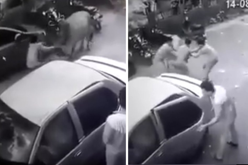 CCTV Footage: Four Men Steal A Cow And Take It In Car