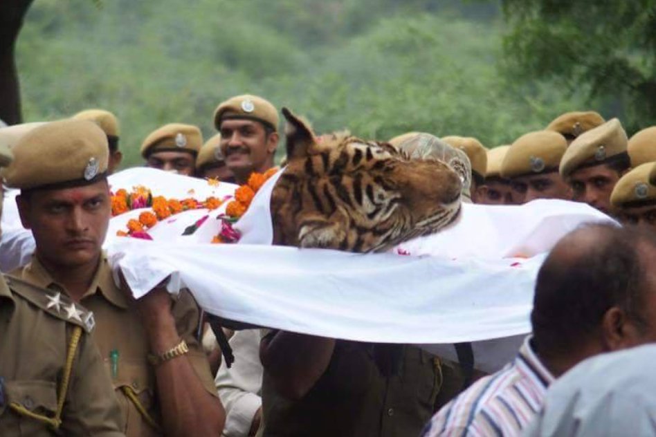 Machli, Worlds Most Photographed Tigress Of Ranthambore, Died At 20