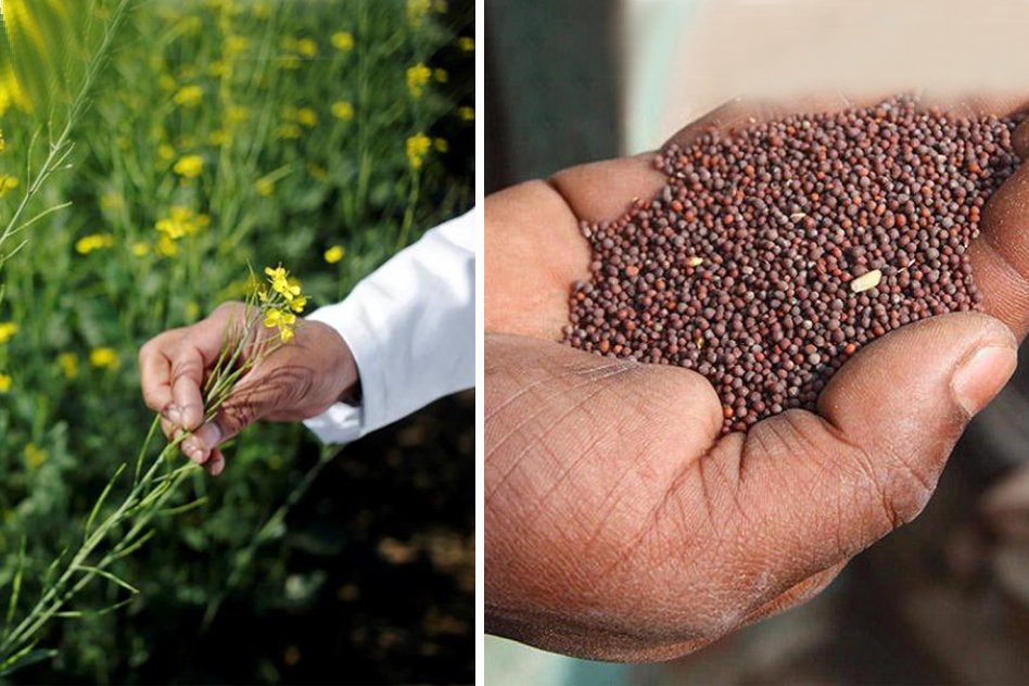 Genetically Modified Mustard Crops Awaiting Govt Approval To Be Grown Commercially In India, Know About It