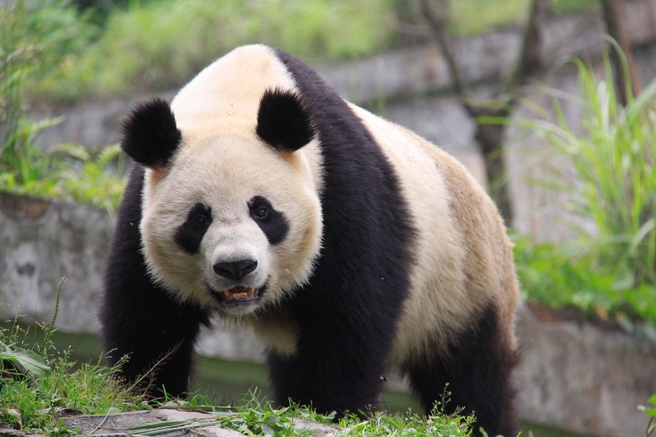 Good News: All Thanks To The Conservation Efforts, The Giant Panda Is No Longer An Endangered Species.