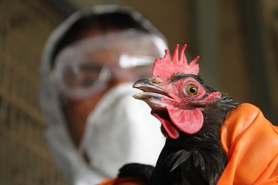 India Declared Free From Bird Flu, Speculations Of Increased Poultry Exports