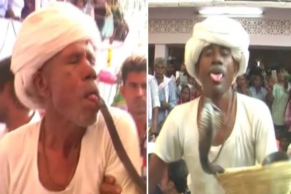 Video: Rajasthan Celebrated Bizarre Festival Where Devotees Willingly Took Snake Bite To Get Good Fortune