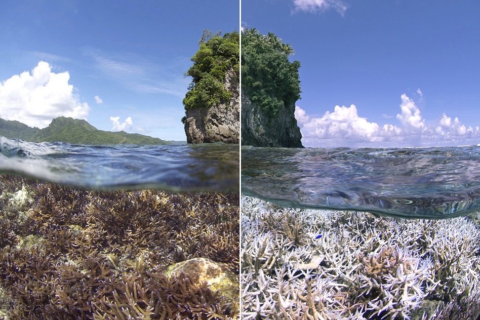 The 25 Million-Year-Old Great Barrier Reef Is Not Dead Yet, But It Is At The Verge Of Dying
