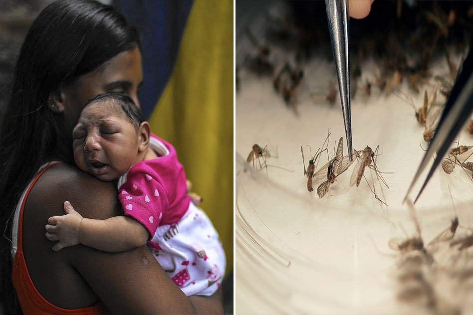 Zika Virus No Longer A World Public Health Emergency: WHO