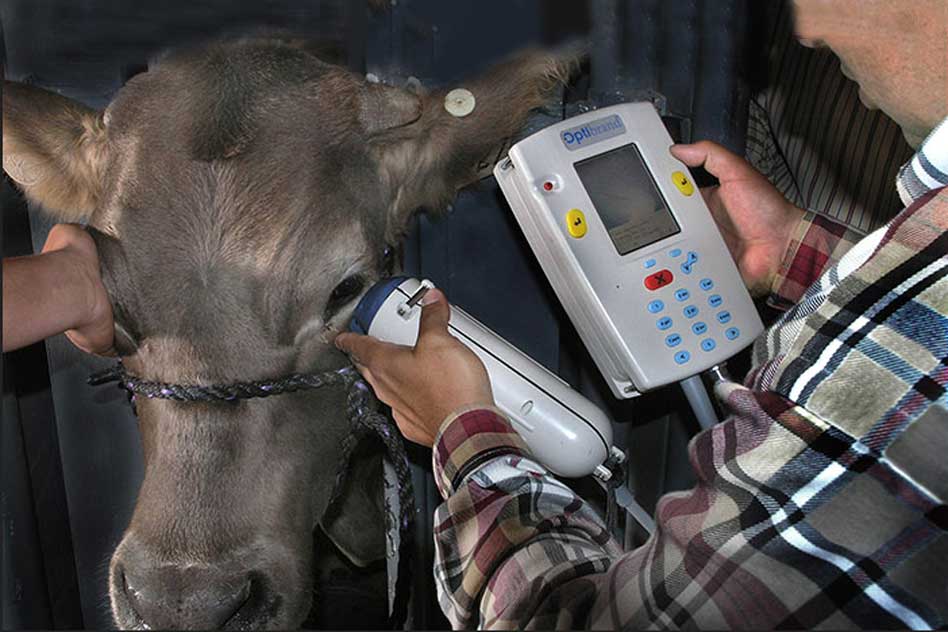 Govt To Provide Rs 148 Crore To Equip 8.8 Crore Cows And Buffaloes With Unique Identification Numbers