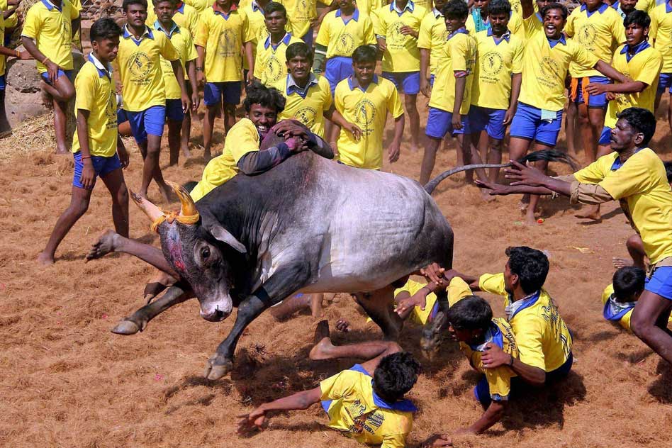 The Jallikattu Debate Still Remains A Major Concern In The Country A Week Before Pongal