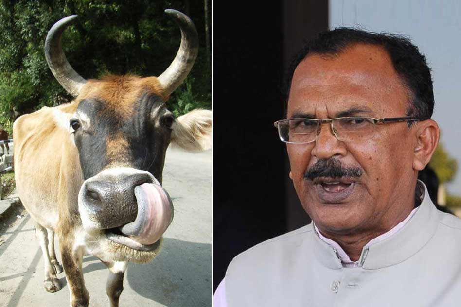 Education Minister Of Rajasthan Needs Education; Says Cow Is Only Animal To Inhale & Exhale Oxygen