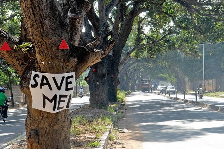 Bengaluru: To Build A Flyover, Administration To Cut 112 Trees, Asks For Public’s Views