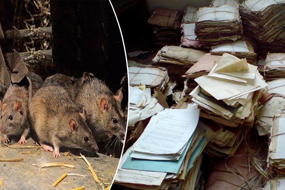 Rats Are Eating Files Along With Food Scraps In East Delhi Municipal Headquarter