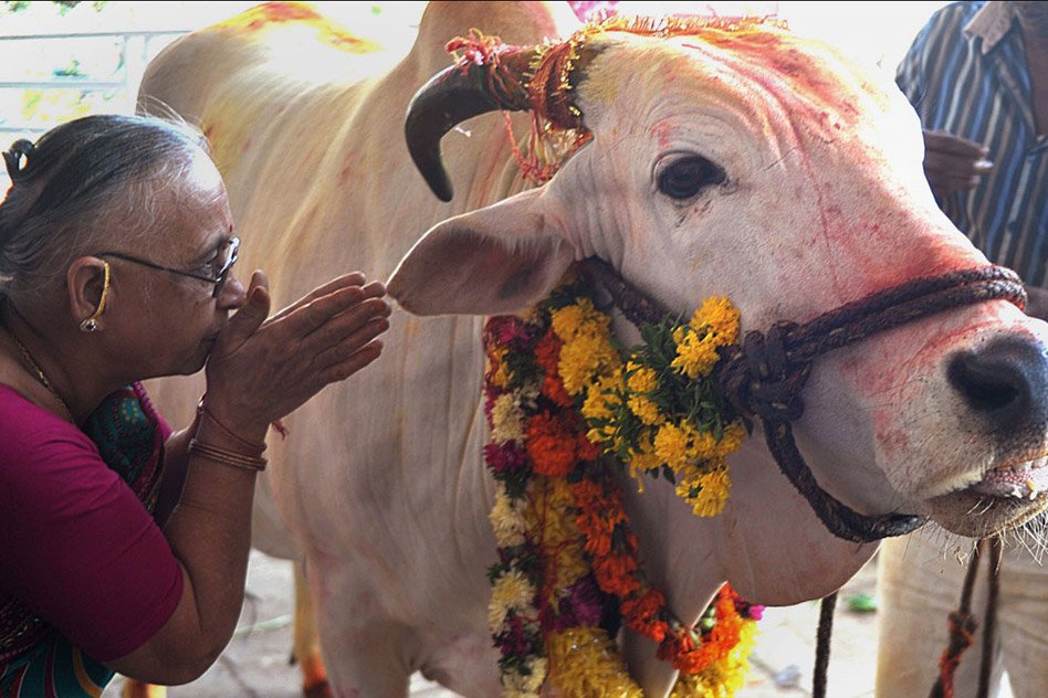 Gujarat Assembly Amends Law To Make Cow Slaughter Punishable With Life Imprisonment