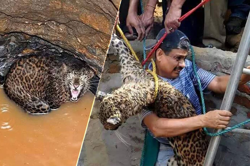 Compassion Is Language Even Animals Can Understand. An Amazing Rescue Mission.