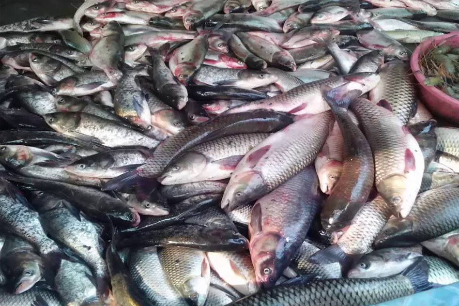 Toxin Laced Fish Are Being Consumed In At Least 5 States